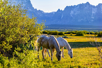 Horses Grazing in Meadow at Teton Sunset