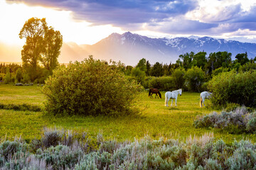 Horses Grazing in Meadow at Teton Sunset