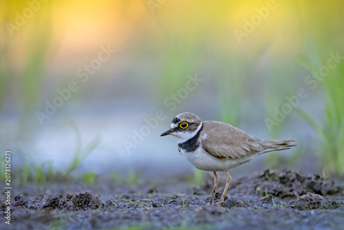 Side profile view of an adult little ringed plover (Charadrius dubius) standing on a muddy riverbank or wetland area. 