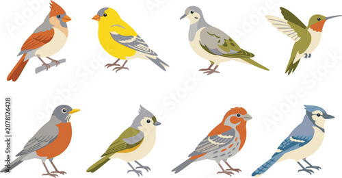 Tableau sur toile Collection of bird illustrations featuring colorful songbirds and small species