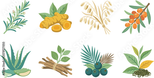 Fotografija Collection of medicinal plant illustrations featuring natural herbs and healing