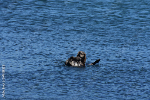 Fotografía Tussling Sea Otters in the Pacific Ocean