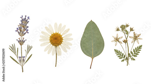 Fotografie Dried botanical flowers and leaves elements set