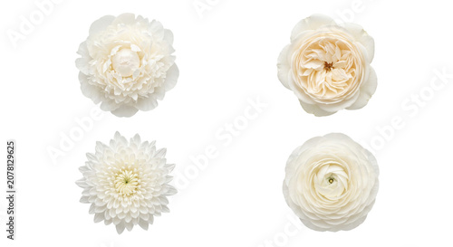 Fotografía Elegant white and cream flower heads isolated