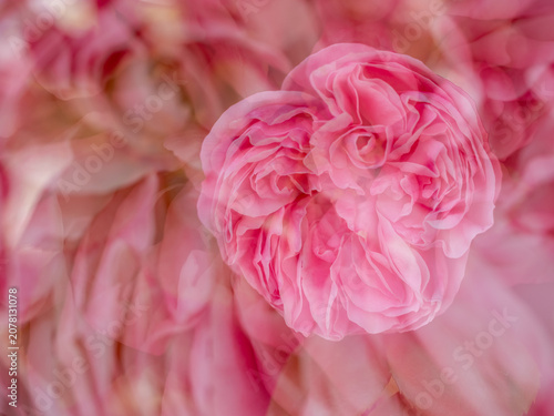 Doppelbelichtung einer pin-weißen Strauchrose