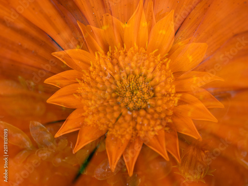 Doppelbelichtung Blüte einer orangefarbenen Gerbera