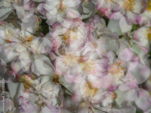Mehrfachbelichtung kleine Blüten einer weiß-rosafarbenen Strauchrose