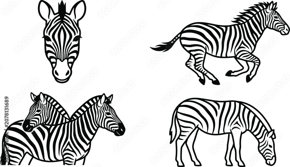 Obraz premium Hand Drawn Zebra Illustration Set with Portrait Head, Running Stallion, Grazing Zebra, and Mare with Foal Wildlife Outline Vector Collection