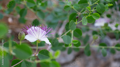 Bilde på lerret Caper Flower (Capparis spinosa) Blooming on a Branch Beside Green Foliage and Bu