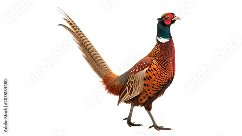 Photography Beautiful adult male pheasant bird standing in full body profile isolated on tra