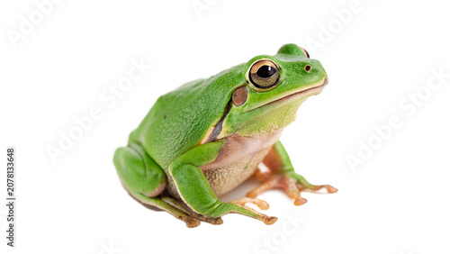 Photography Small vibrant green tree frog amphibian standing in profile isolated on transpar