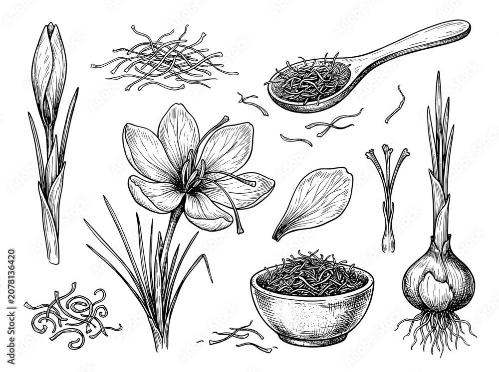 Fototapeta premium Saffron crocus flower, bulb, wooden spoon, and dried spice threads, hand drawn ink sketch illustration