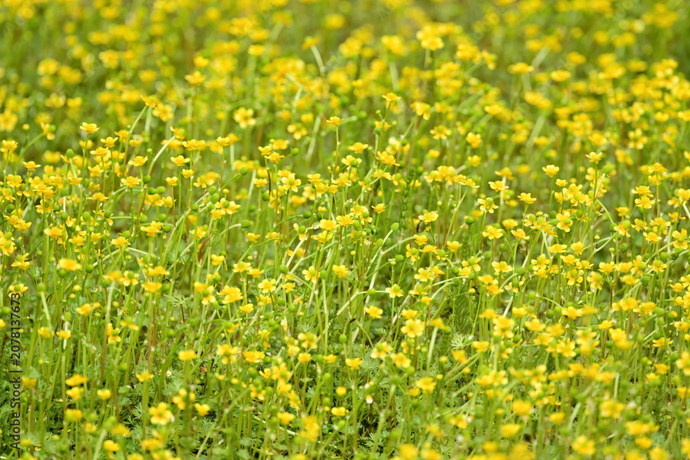 Fototapeta premium Creeping Spearwort (Ranunculus reptans) growing beside a remote Alaska stream.