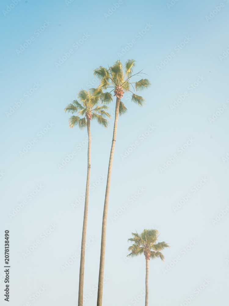Fototapeta premium Palm trees in Laguna Beach, California