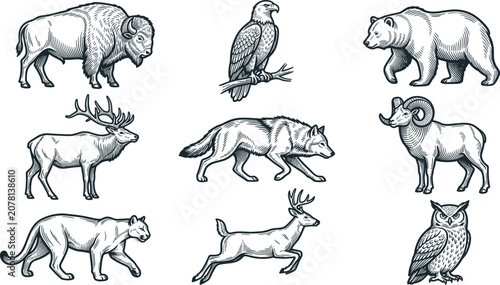 Photography Vintage Engraved Wild Animal Illustration Collection with Bison, Eagle, Bear, El