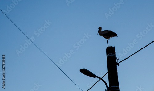 Vászonkép A majestic stork stands proudly on top of an old concrete streetlight pole against the evening sky