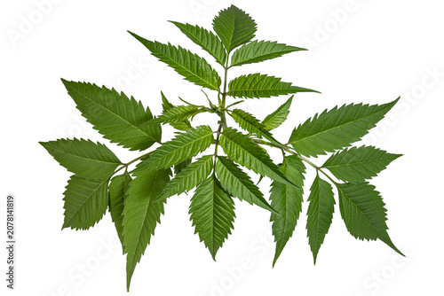 Bild auf Leinwand Glossy pinnate foliage with serrated leaflets botanical morphology detail