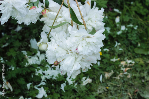 White flowers blooming in a garden. It is springtime and petals have fallen to the ground, blending with the green grass and leaves around.