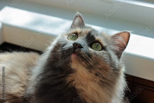 Foto A cat is resting near a window that lets in sunlight