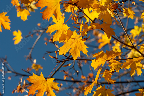 Golden autumn maple leaf floating in a shallow puddle of rain on dark, wet pavement, capturing the quiet beauty and changing seasons through natural reflections and texture.