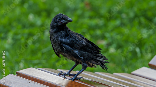 Foto Close-up portrait of a young wild crow fledgling perched on a wooden park bench
