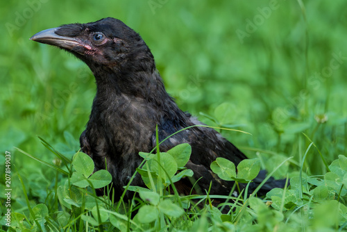 Photos Close-up portrait of a young wild crow fledgling sitting in green grass and clover