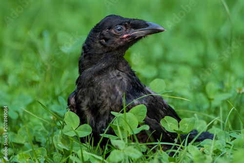 Bilde på lerret Close-up portrait of a young wild crow fledgling sitting in green grass and clover