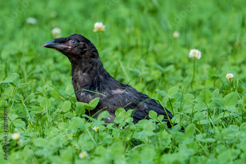 Konstfotografi Close-up portrait of a young wild crow fledgling sitting in green grass and clover