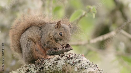 An Andean squirrel eats something from a piece of tree bark