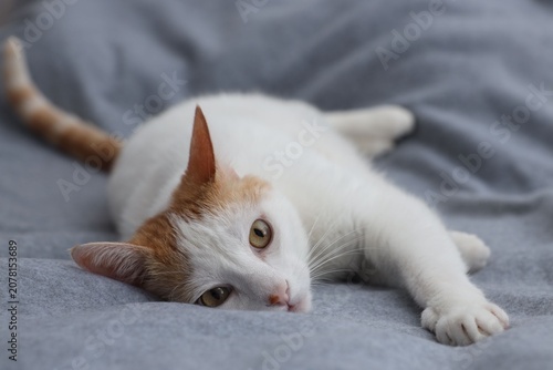 Quadro su tela Overweight cat resting on blanket at home