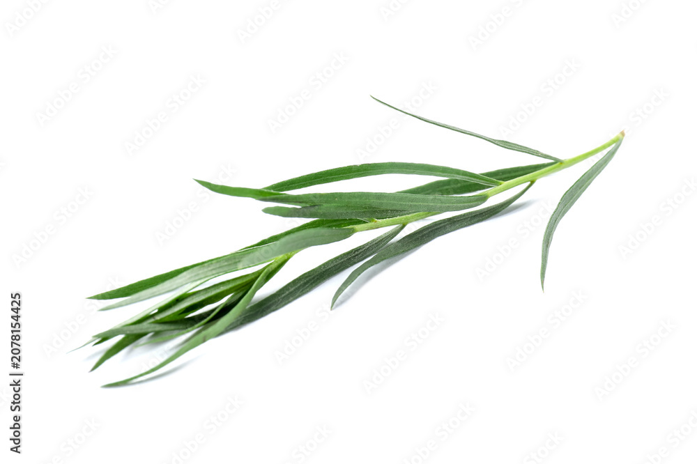 Fototapeta premium Sprig of fresh tarragon isolated on white