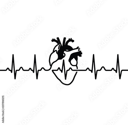 Anatomical illustration of a human heart with an ECG line on a white background showing health and medical concepts.