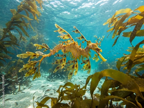 Leafy Sea Dragon Swimming in Underwater Kelp Forest