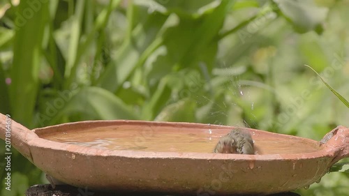 A female of rusty flowerpiercer taking a bath