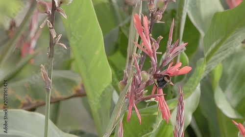 A yellow and black bumblebee flying around and feeding on Indian shot flowers