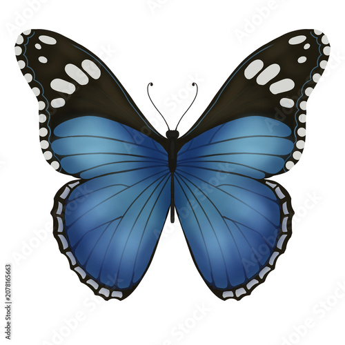 Quadro su tela Blue morpho butterfly with vivid cyan wings and black  white spots, symmetrical insect design suitable for naturethemed designs