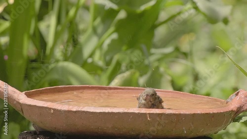 A female of rusty flowerpiercer taking a bath