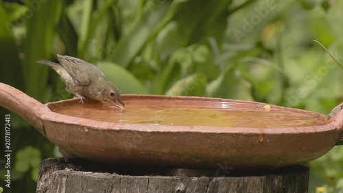 A female of rusty flowerpiercer drinking water