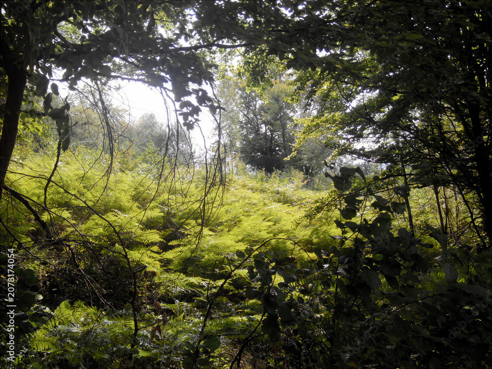 Fototapeta premium Fern by the road.