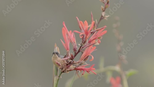 A male of rusty flowerpiercer feeding on Indian shot flowers, in a garden in the eastern Andean mountains of central Colombia, near the Iguaque natural reserve.