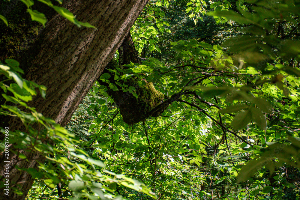 Fototapeta premium green leaves in the forest