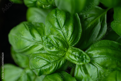 Close-up of fresh green basil. The plant is photographed from above. The background is dark.