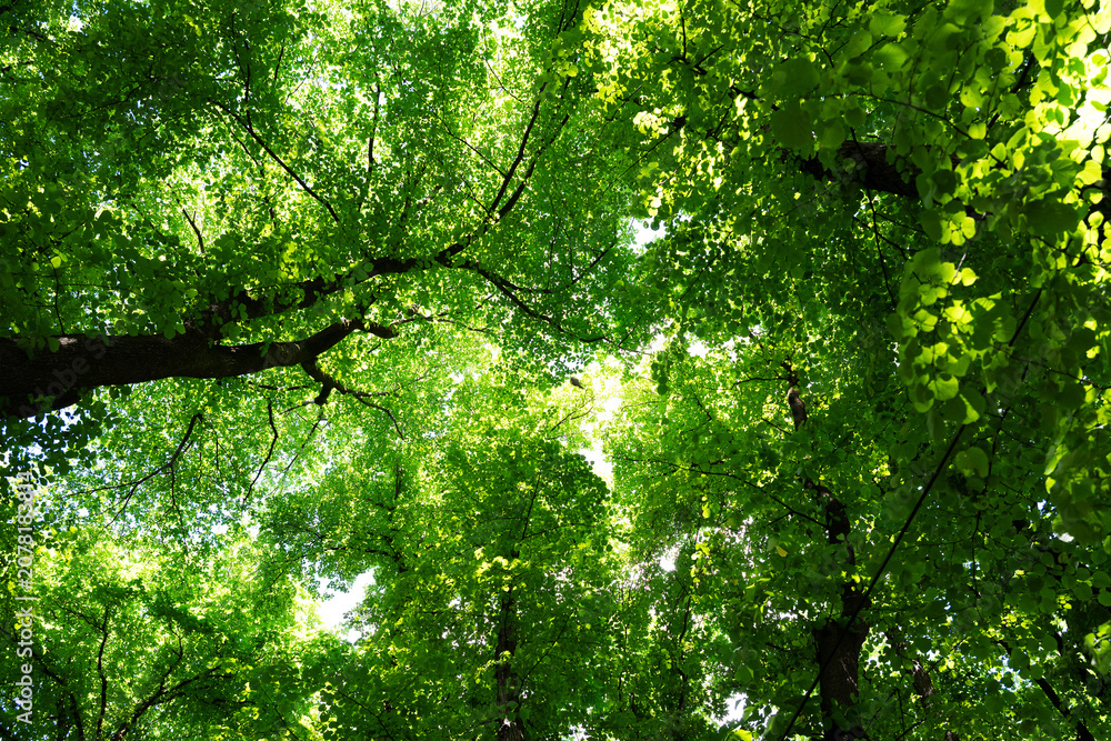 Fototapeta premium Tree canopies with vibrant green foliage seen from below