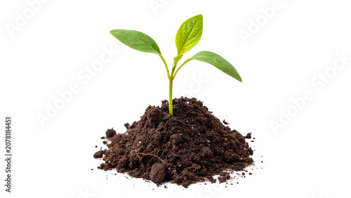 Photos Small green plant seedling sprout growing in a pile of soil isolated on transpar