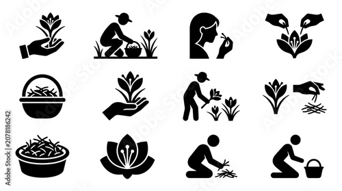 Foto Saffron Harvesting Icons: Flower, Picking, Basket, Drying, Collection