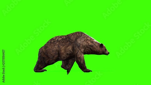 4k grizzly bear slow walk side view loop animation isolated on Green Screen, 3D brown bear walking rendering on the chroma key, Scientific name, Ursus arctos horribilis, easy to remove background