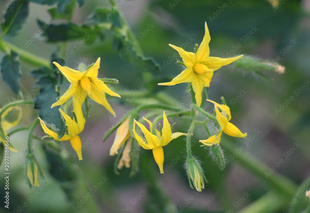 Fototapeta premium Tomatoes are blooming in the farm field