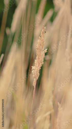 Flowers of grass being shaken by the wind