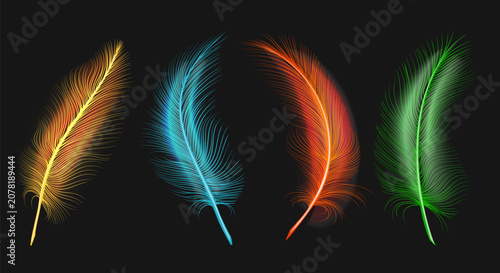 Realistic colorful bird fea...