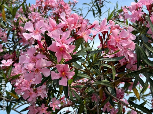 Canvas Print Nerium oleander pink blooming shrub